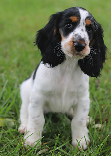 killara's lime in the coconut